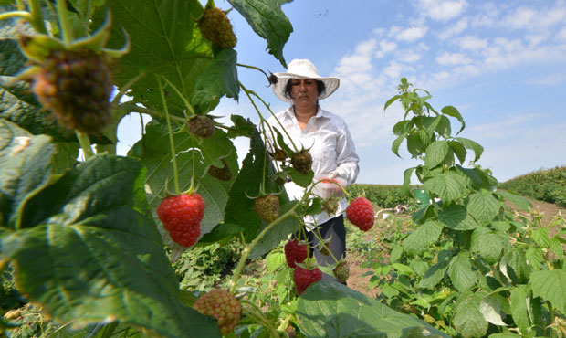 Недимовић: Учинићемо се да помогнемо малинарима